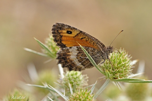 Rotbindiger Samtfalter (Arethusana arethusa)